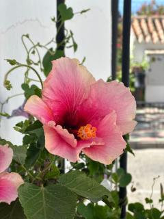 Apartamento El Alma de Frigiliana - 6