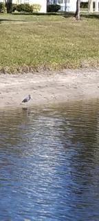 True Happiness, Housing Near Disney Word - 9