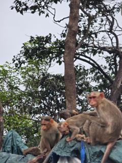Bhatye Beach Resort Retreat - Ratnagiri - 8
