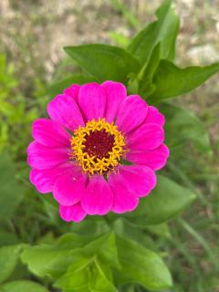 Nunu's Guesthouse - 7