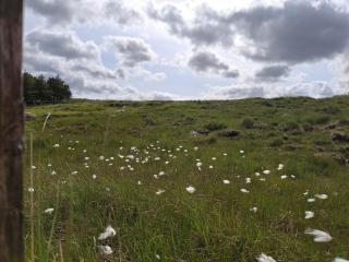 Wooly Huts Grey - Westport - 4