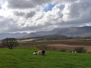 Wooly Huts Grey - Westport - 1