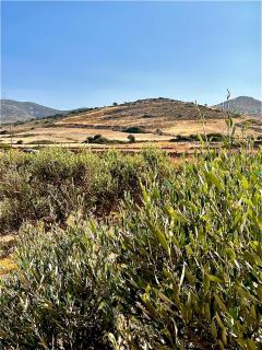 Ampelonas Antiparos - 0