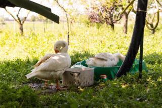 La Casa dei Nonni - 3