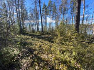 Lammassaari - Savonlinna - 2