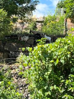Gite de Coussanne 3 - Espalion - 7