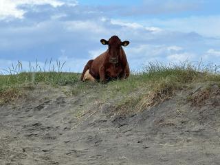 North Sea Guesthouse - - 6