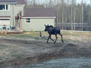 Tiny Home at Bear Mountain-Only 25 Minutes Outside Anchorage - Cute & Comfortable - Anchorage - 9