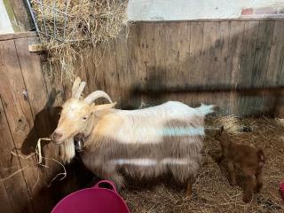 Luxury shepherd hut on rare breed smallholding - Bulford - 8
