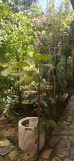 Tranquilidad - San Cristóbal de Las Casas - 3