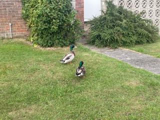 4 Guests - Pet Friendly - Chalet Chapel - Skegness - 5