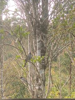 Andasibe Sifaka Lodge - Andasibe - 5