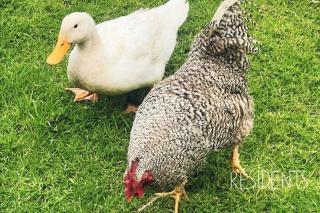 African Style Hut Plus Free Massage With Sauna And Hot Tub - Tulbagh - 8