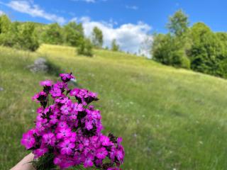 Cabana Ana - Vadu Moţilor - 6