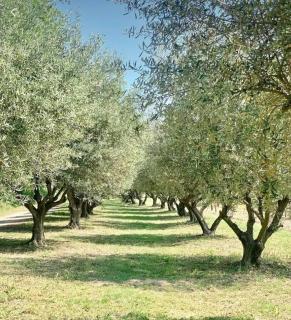La grange du Luberon - Bonnieux - 9