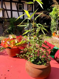 B&B Le Lodge - Bourgheim - 5