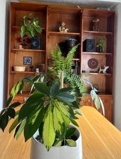 Peace apartment - San Miguel de Allende - 0