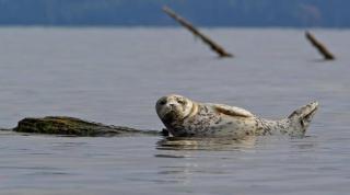 Waterfront Hood Canal-Private Beach-Boat-Kayaks - Brinnon - 8