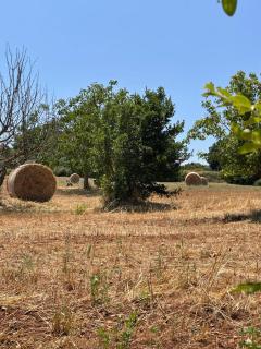 Trulli del Sole - Martina Franca - 7