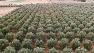 Olive Grove Retreat 1 by Tiny Away - Lake Boga - 7