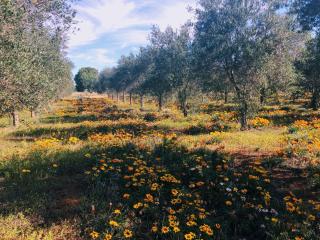 Olive Grove Retreat 1 by Tiny Away - 2