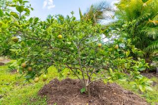 Glamping Garden Getaway - Pahoa - 1