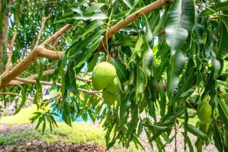 Glamping Garden Getaway - Pahoa - 2