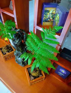 Mani House - Thôn Trường Giang - 7