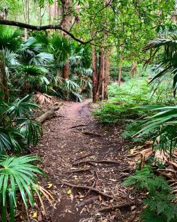 Coastal Rainforest Retreat - Thirroul - 8
