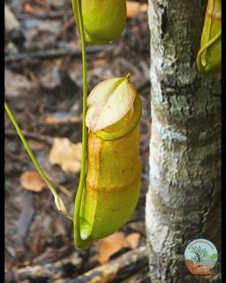 Prek KongKang Eco-Camping - Koh Rong Island - 1