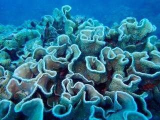 Sailing Vessel Summer Jo Private Charter - Sleeps 33 - 9