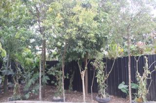 Dreaming Dawn Guest House - Nuku‘alofa - 5