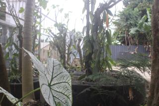 Dreaming Dawn Guest House - Nuku‘alofa - 4