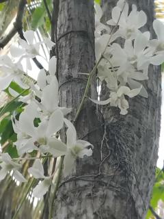 Rasara Home Stay - Ahangama - 8