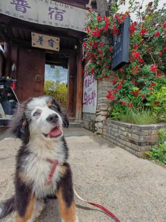 玉龙白沙普宿客栈 - Lijiang - 8