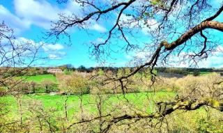 Treehouse In Devon - riverside woodland hideaway - 4