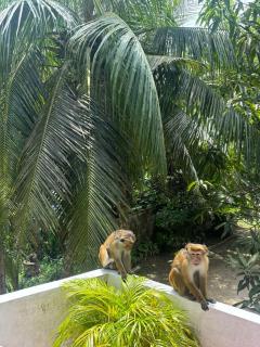 Suna's Place - Ahangama - 3