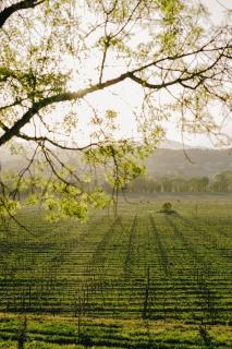 Quinta da Torre - Anselmo Mendes - 1