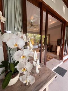 Badra House Bougainvillea - 2