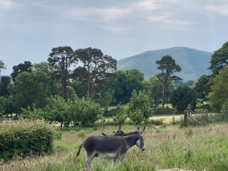 Peaceful Garden Studio near Gorey Sleeps 4 Parking - Gorey - 1