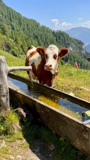 Gästehaus Hechenblaikner - 7