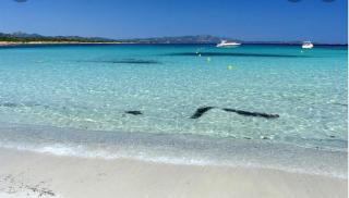 The stars apartment - Olbia - 8