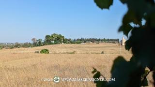 Masseria Vigneri - Già Casino Vigneri - Trepuzzi - 8