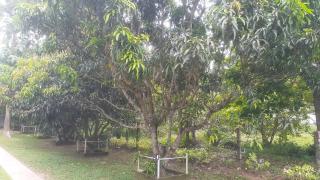 The Garden Airport Resort Katunayaka - Katunayake - 2