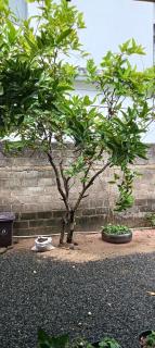 Keerthina B&B - Negombo - 8