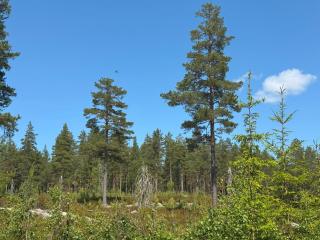 Natur pur im Tipi -Dein Rückzugsort in Schwedens Wildnis - Arvika - 6