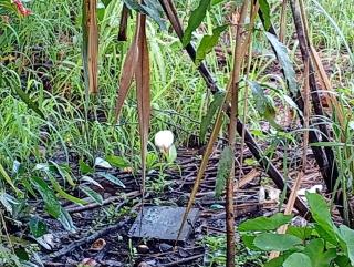 Amazona un pequeño mundo de corcobado serca del oceano - 4