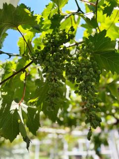 Zinzula apartments - 4