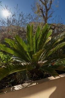 Le Botanica - Nice - 9
