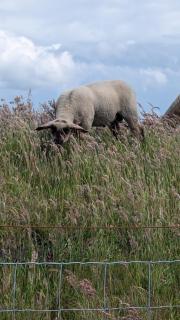 Ferienwohnung Am Deich, 86004 - 3